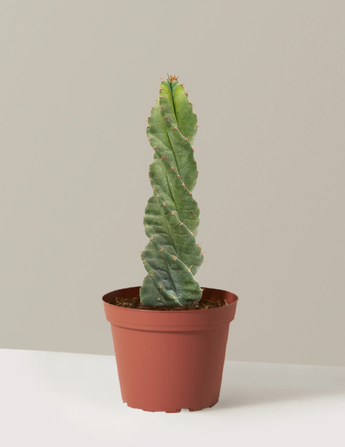 Spiral Cactus - Image 24