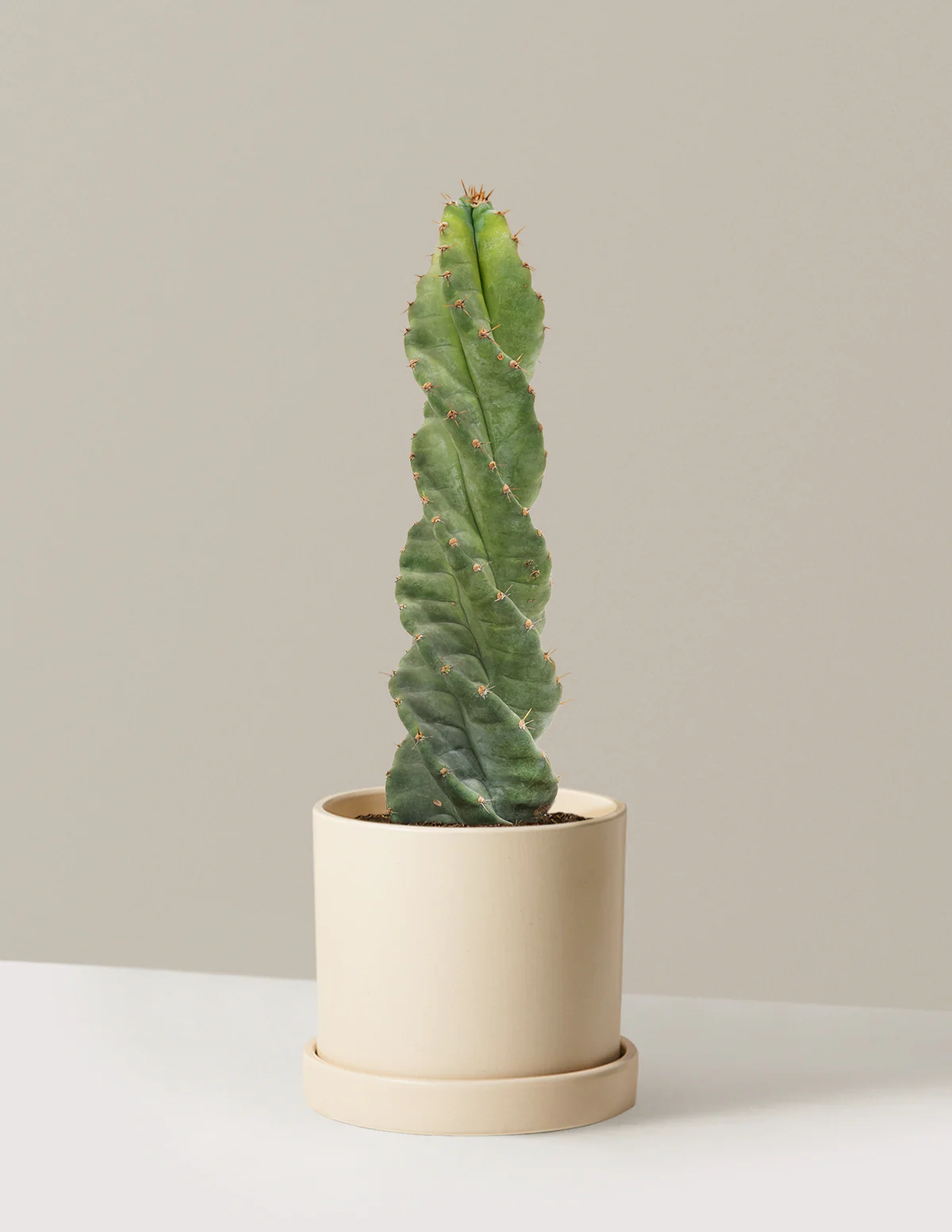 Spiral Cactus - Image 25