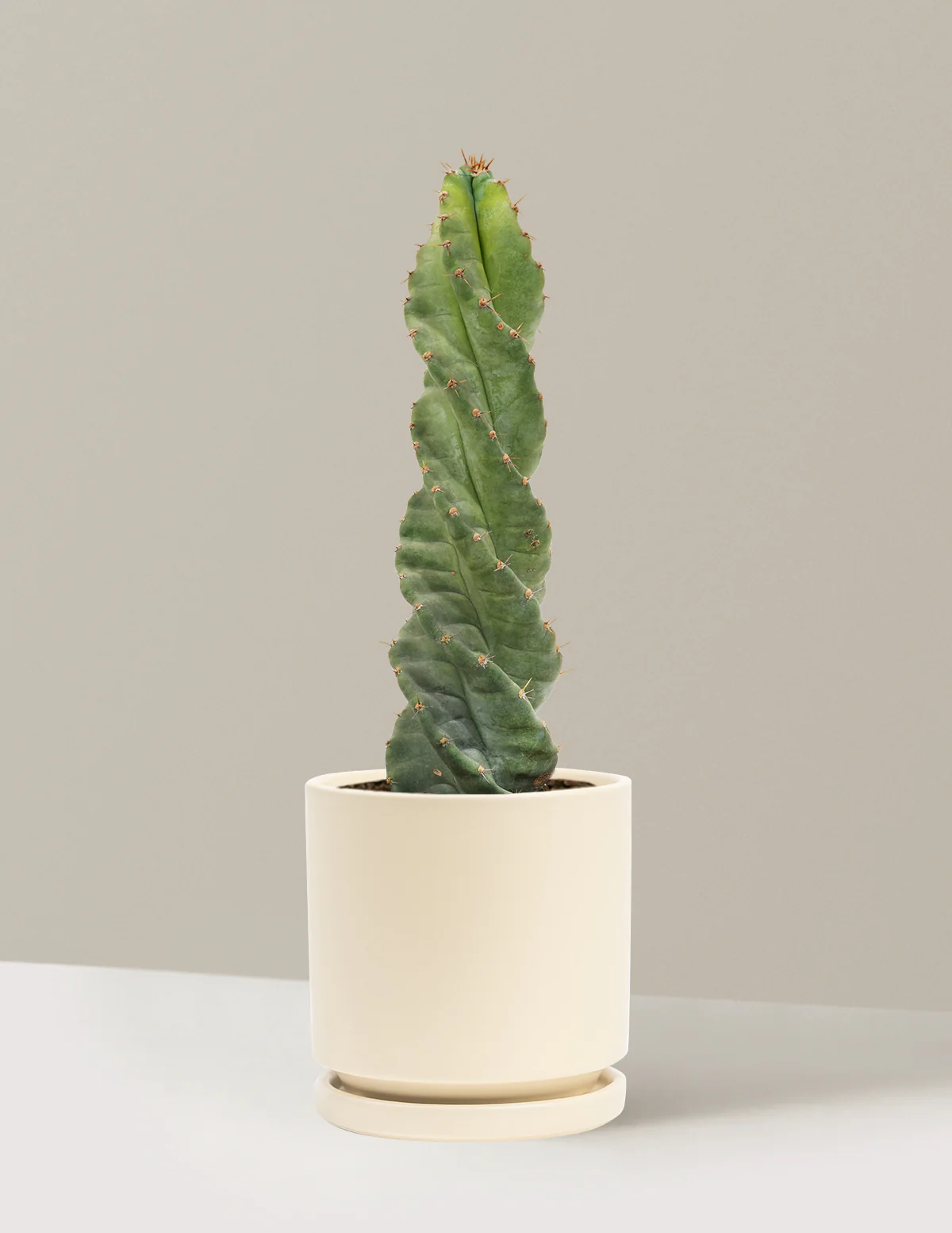 Spiral Cactus - Image 26