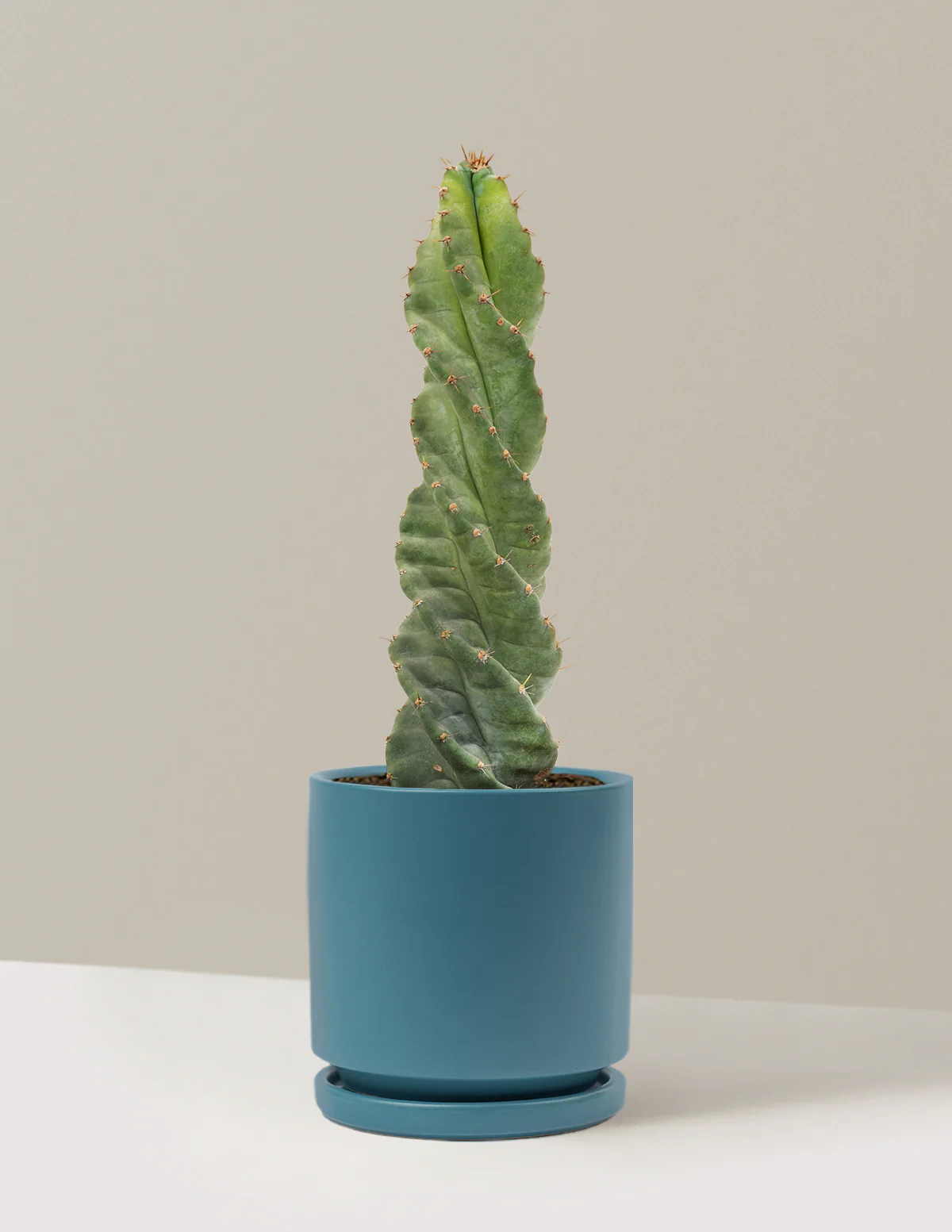 Spiral Cactus - Image 27