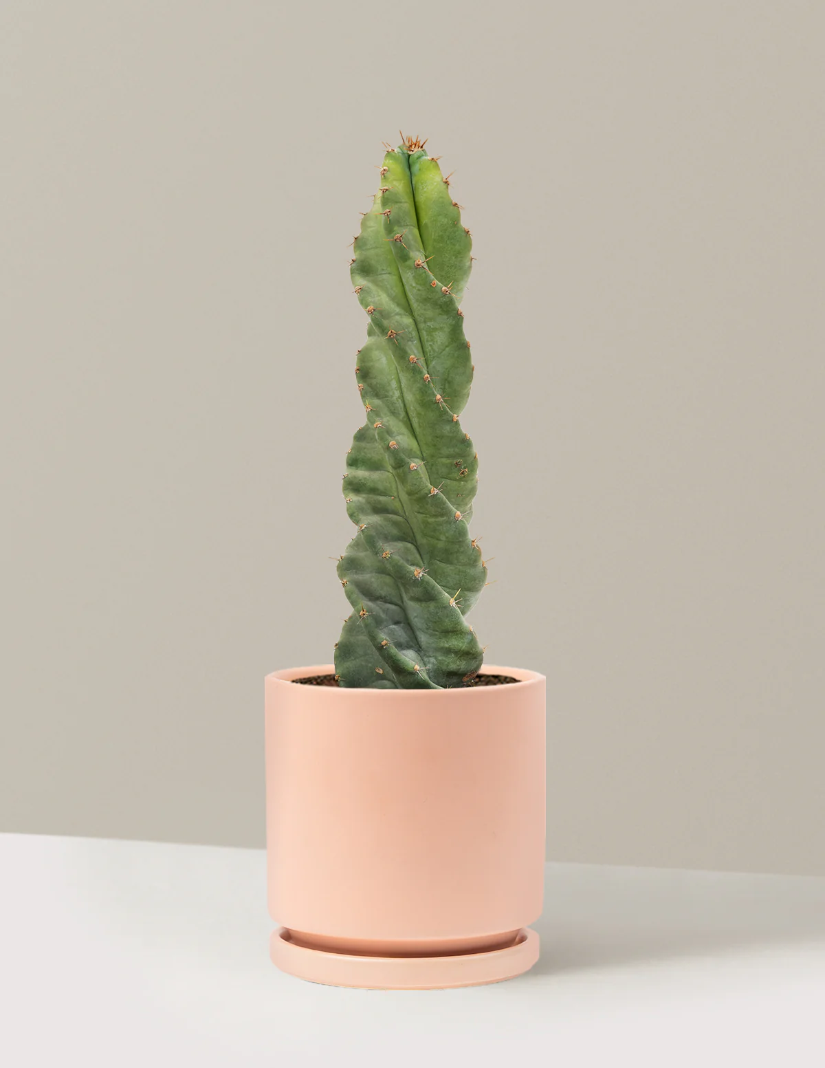 Spiral Cactus - Image 28