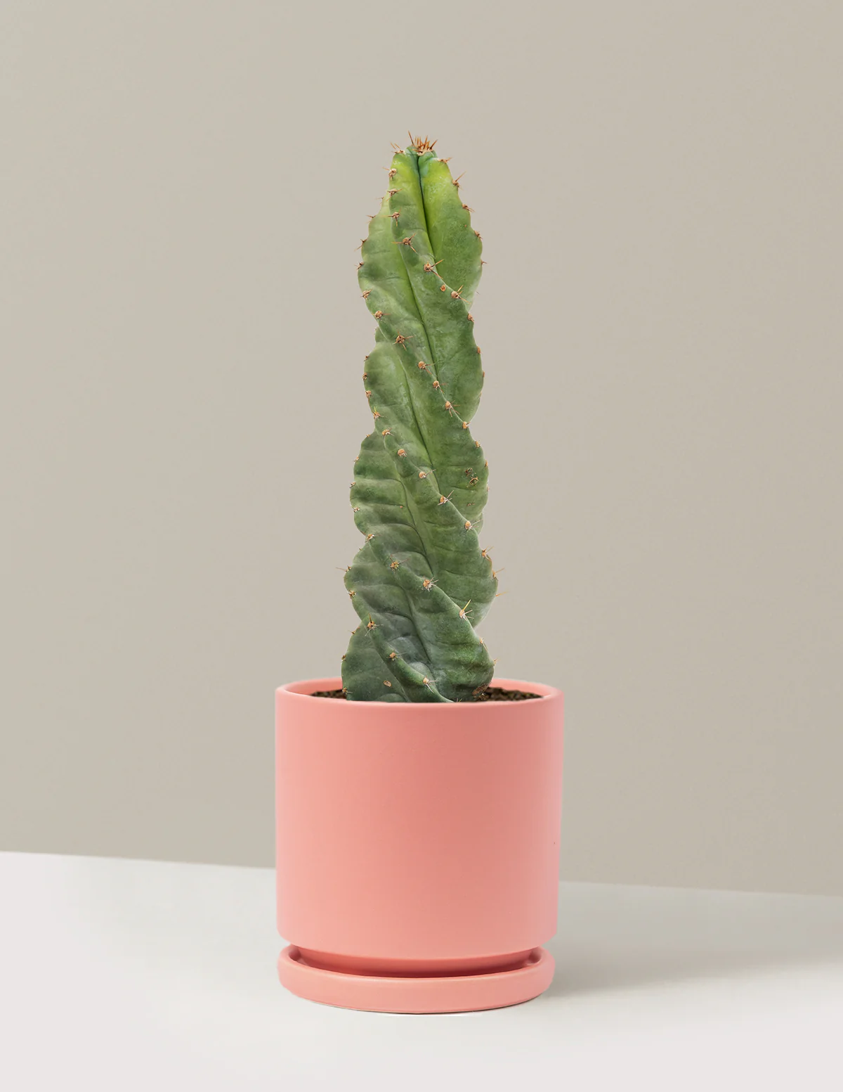 Spiral Cactus - Image 29