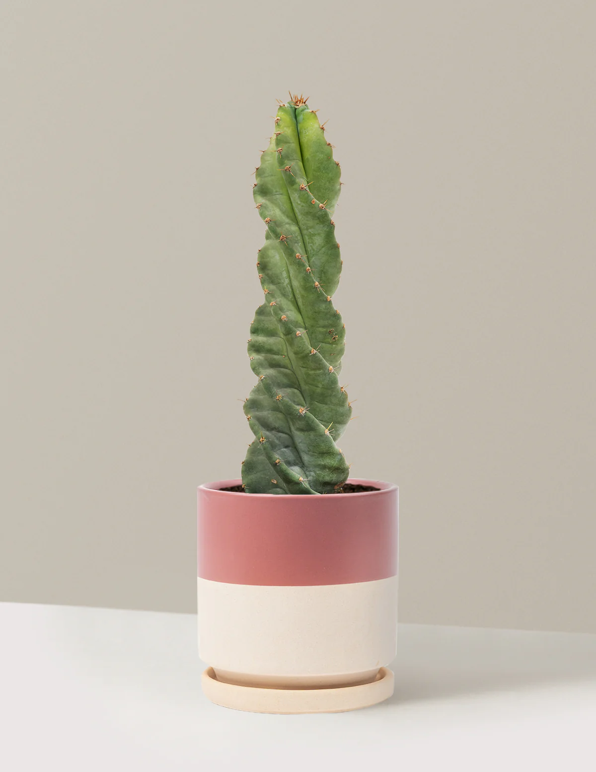 Spiral Cactus - Image 3
