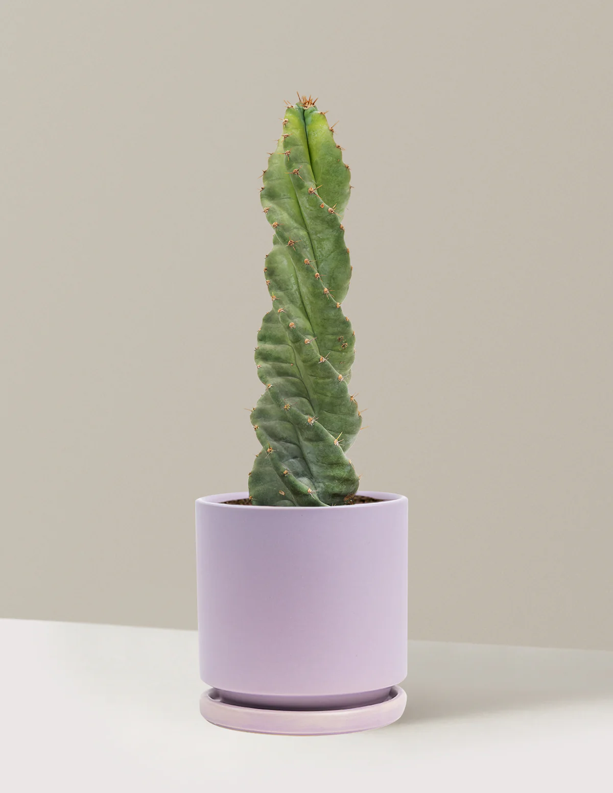 Spiral Cactus - Image 30