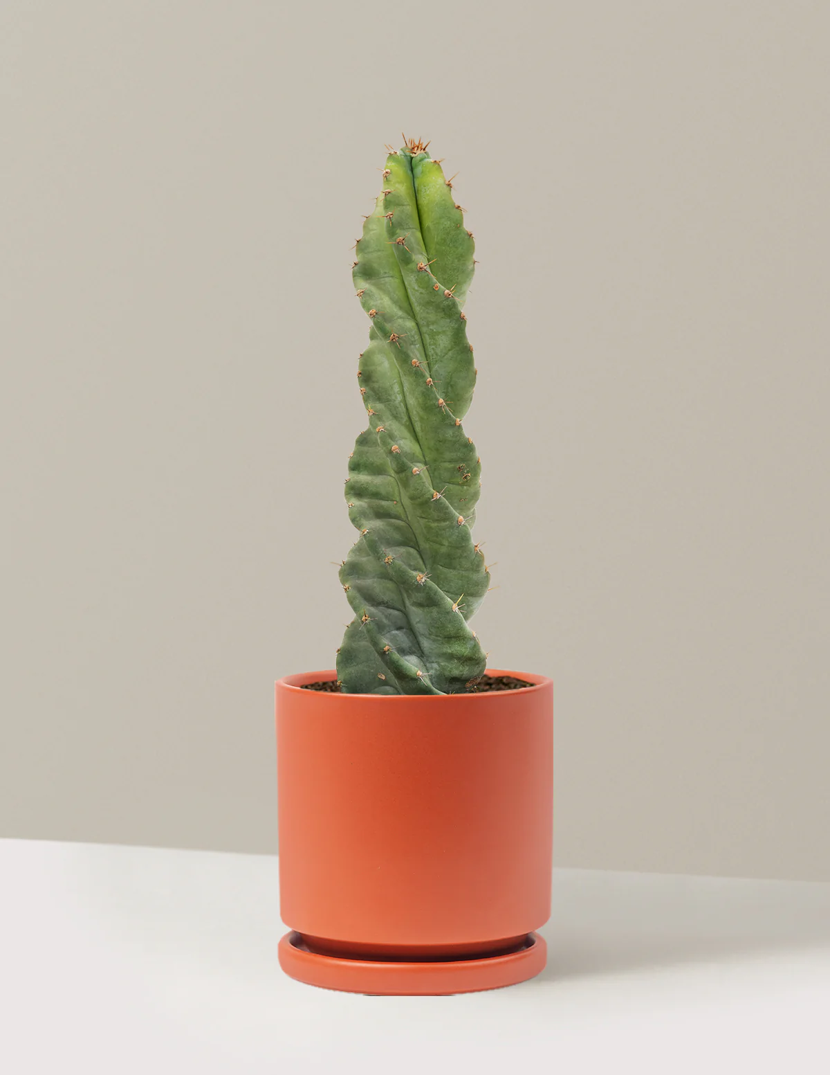 Spiral Cactus - Image 31
