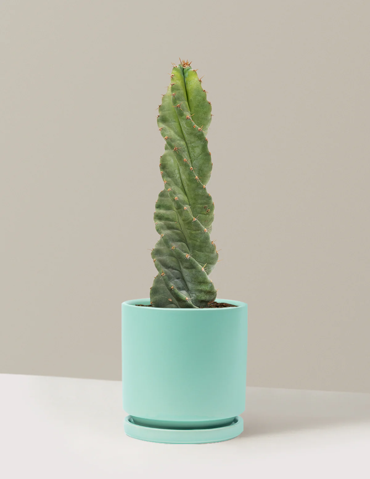 Spiral Cactus - Image 32