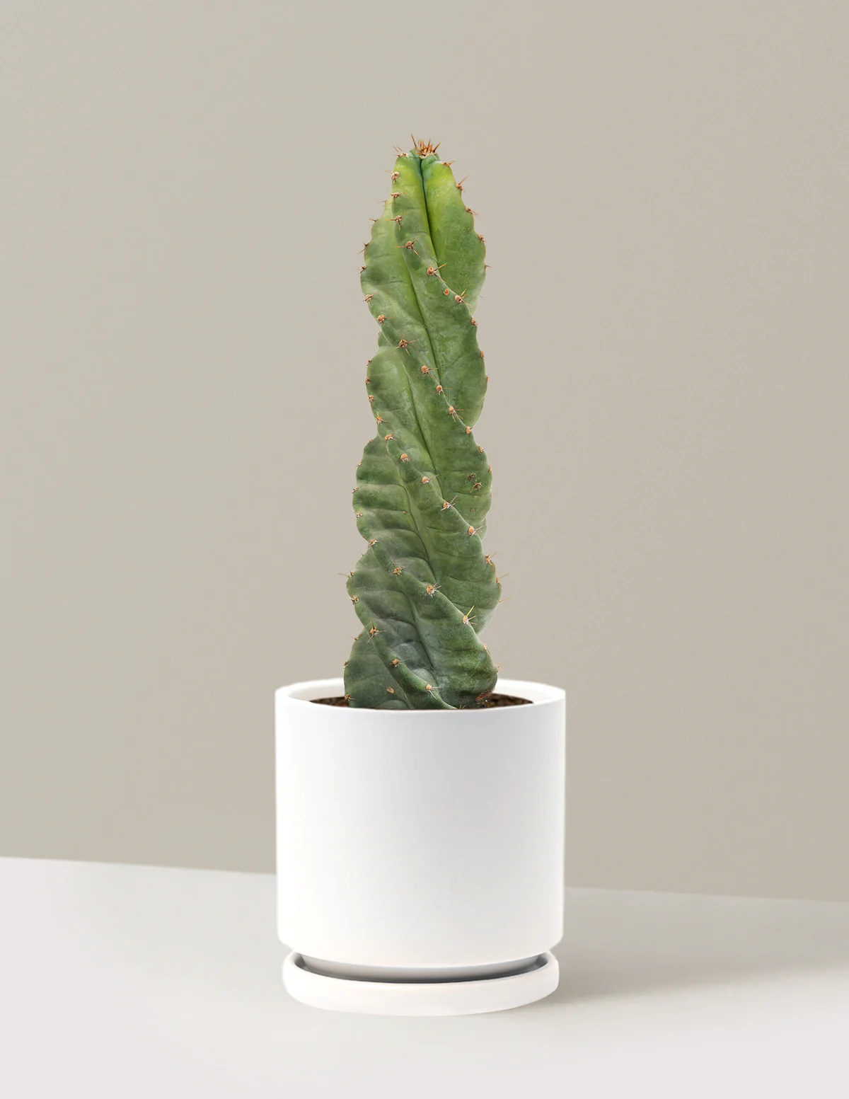 Spiral Cactus - Image 33