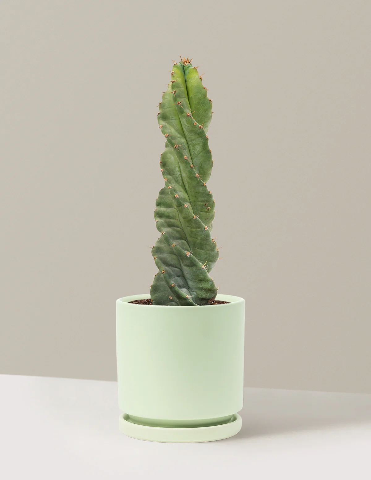 Spiral Cactus - Image 34