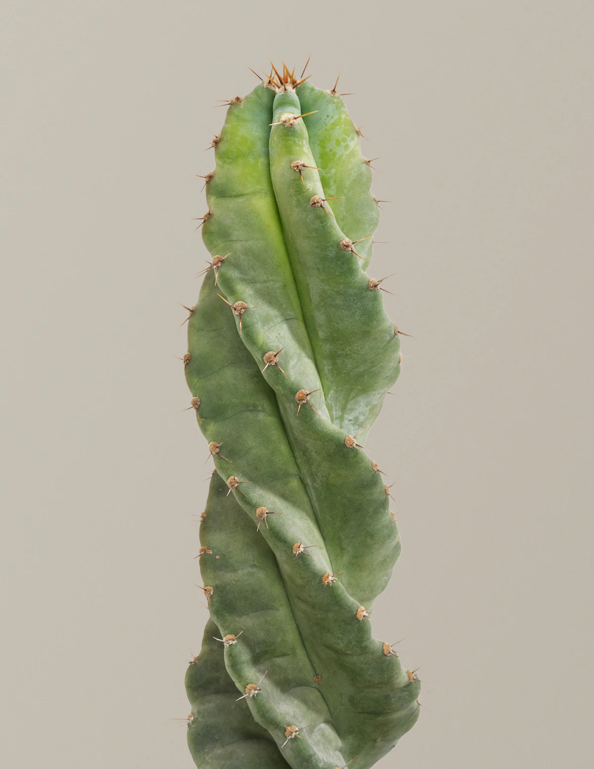 Spiral Cactus - Image 4