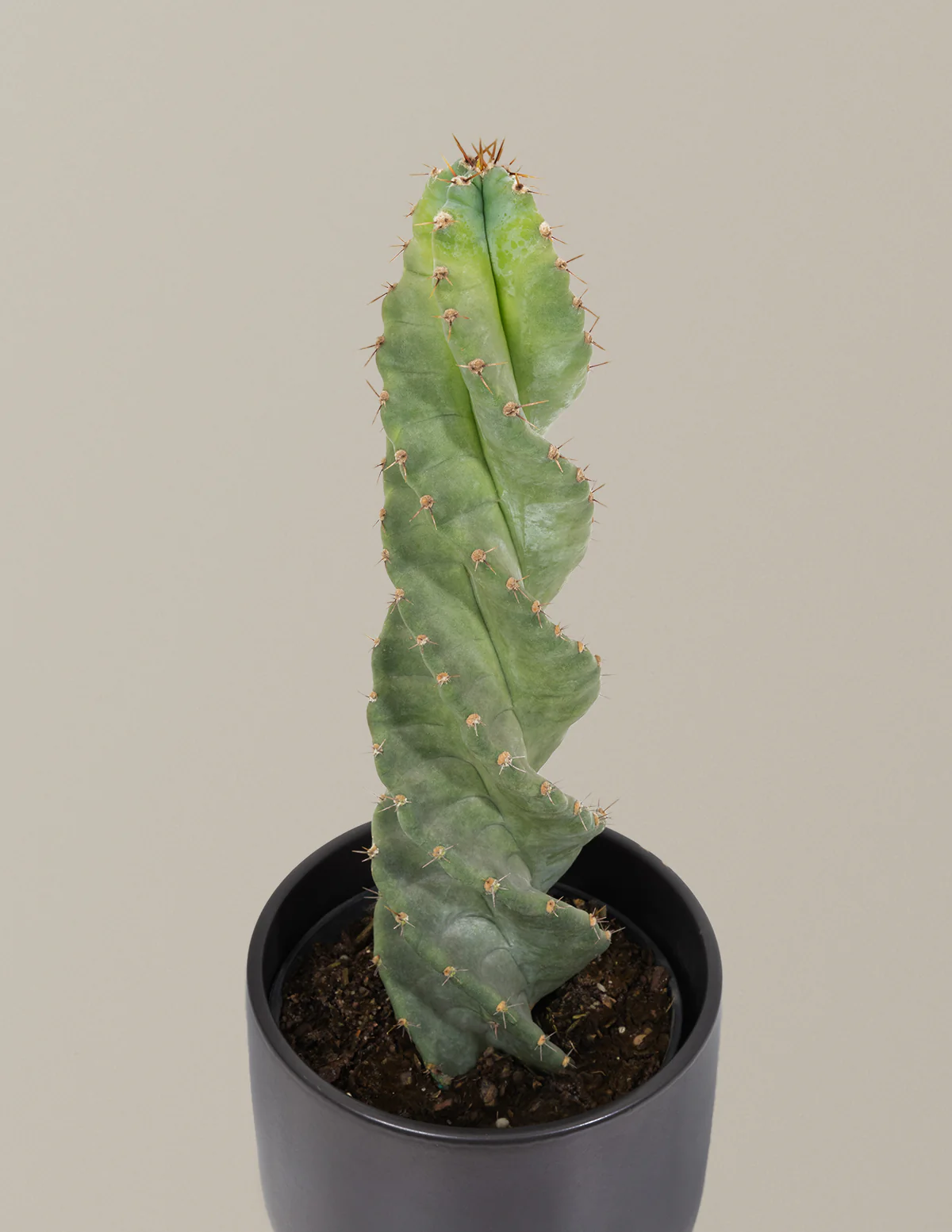 Spiral Cactus - Image 5