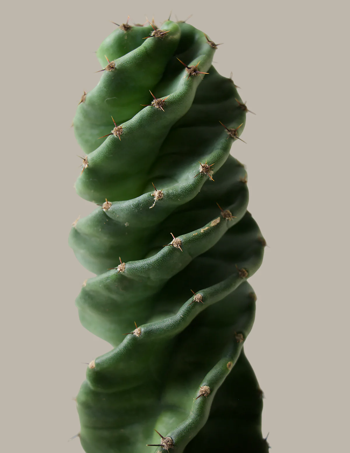 Spiral Cactus - Image 6