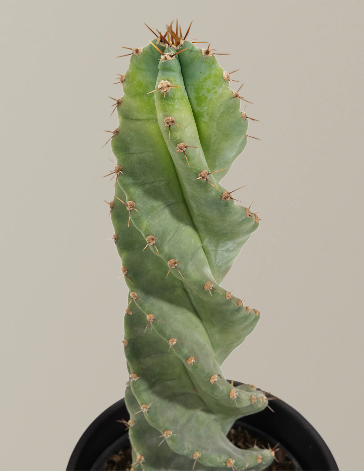 Spiral Cactus - Image 7