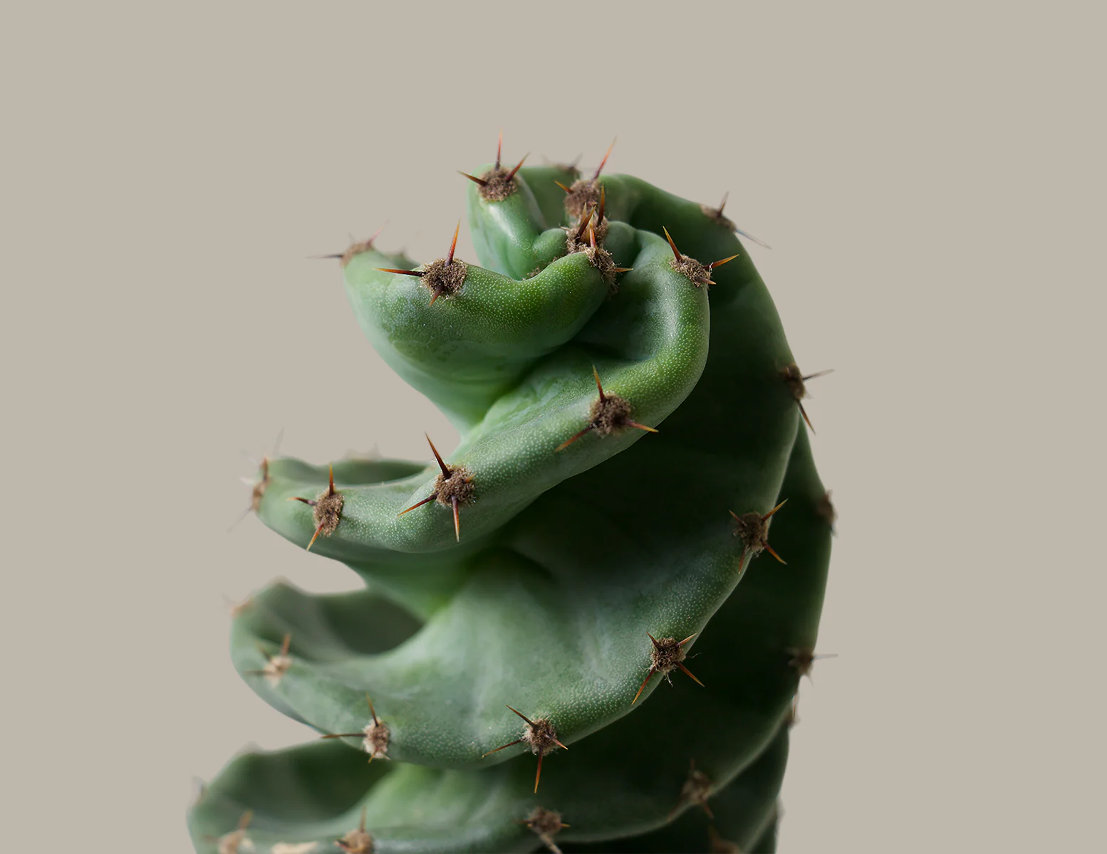 Spiral Cactus - Image 8