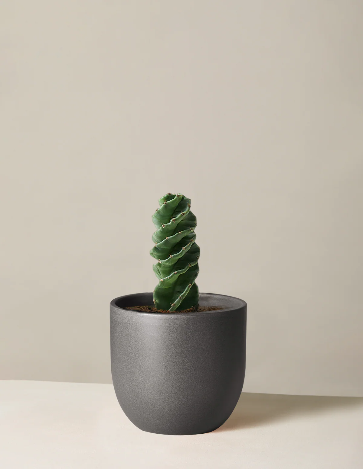 Spiral Cactus - Image 9