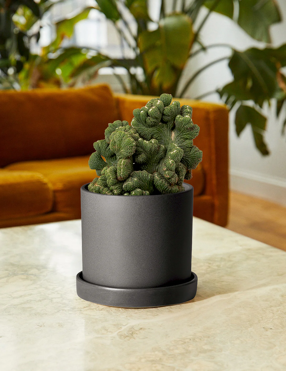 Cereus Green Coral Cactus