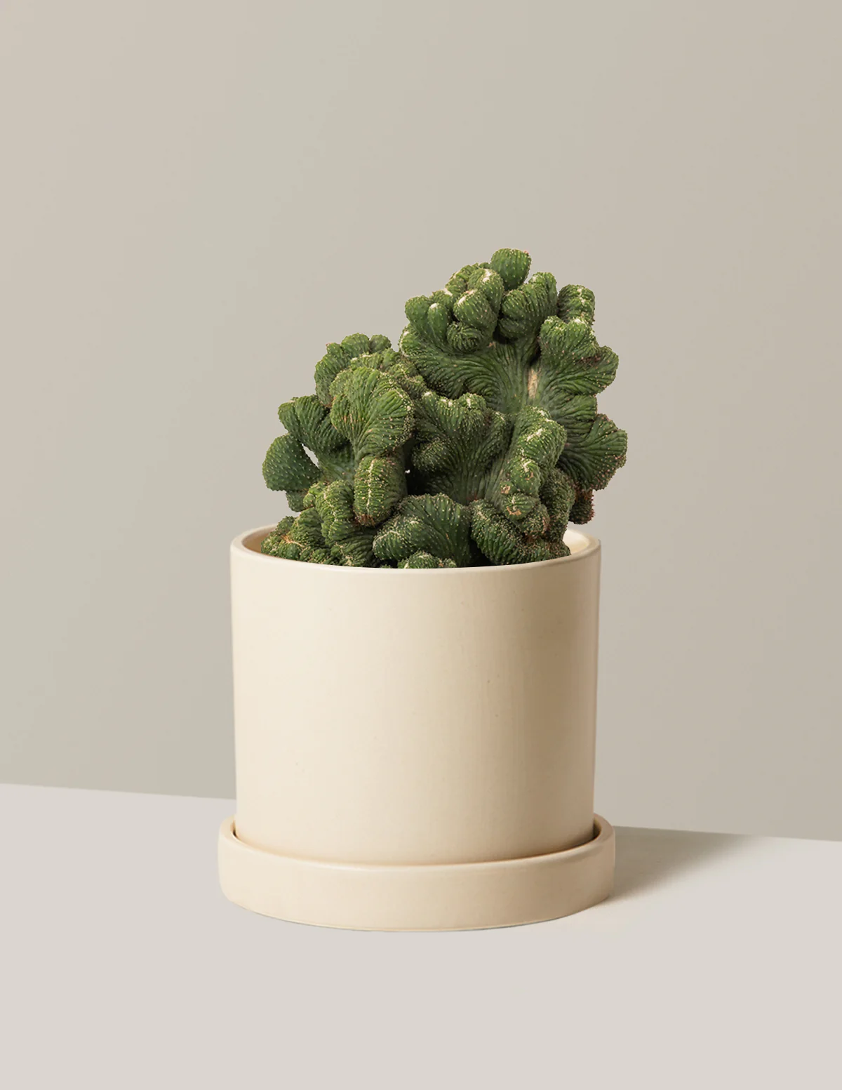 Cereus Green Coral Cactus - Image 14