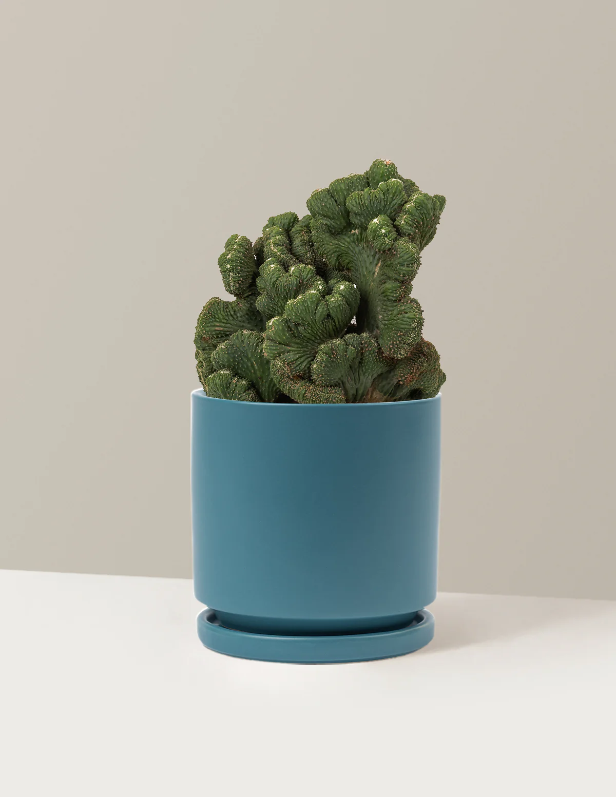 Cereus Green Coral Cactus - Image 19