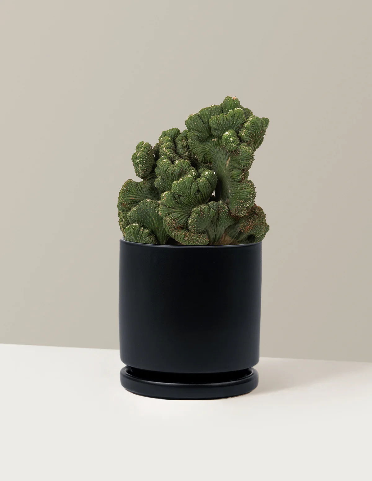 Cereus Green Coral Cactus - Image 20