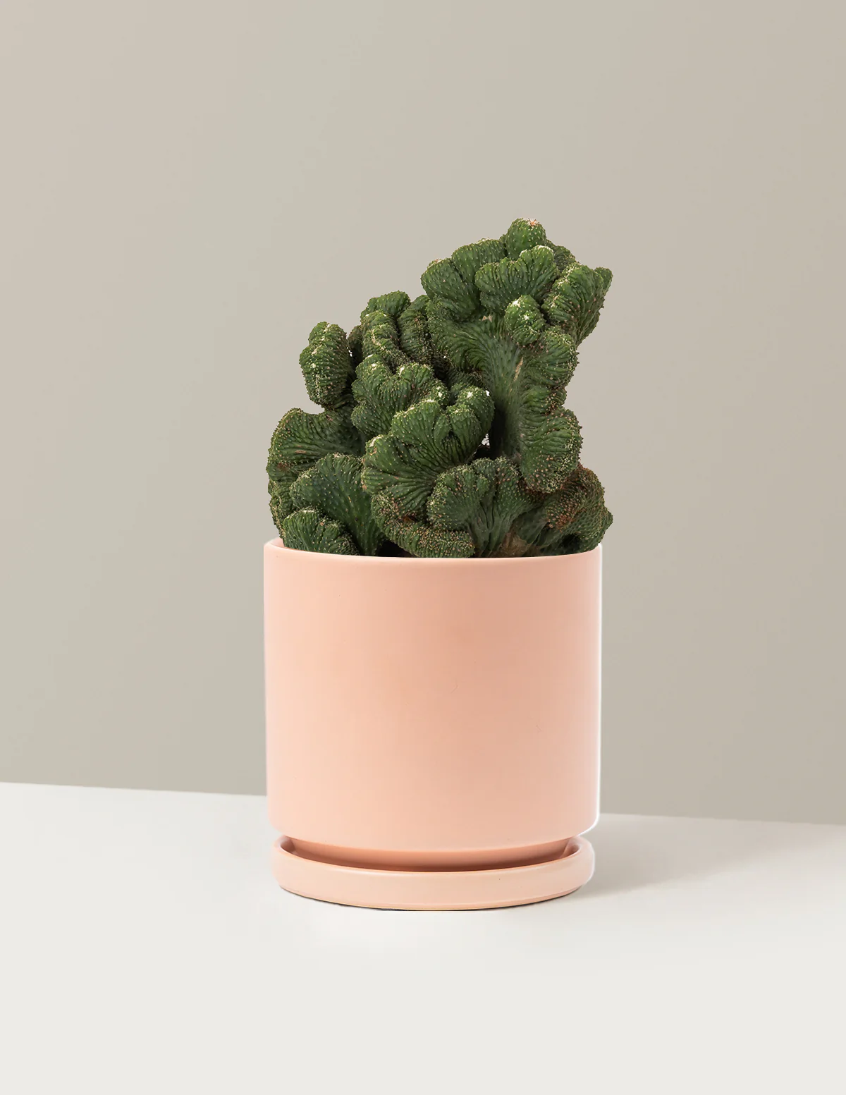 Cereus Green Coral Cactus - Image 21