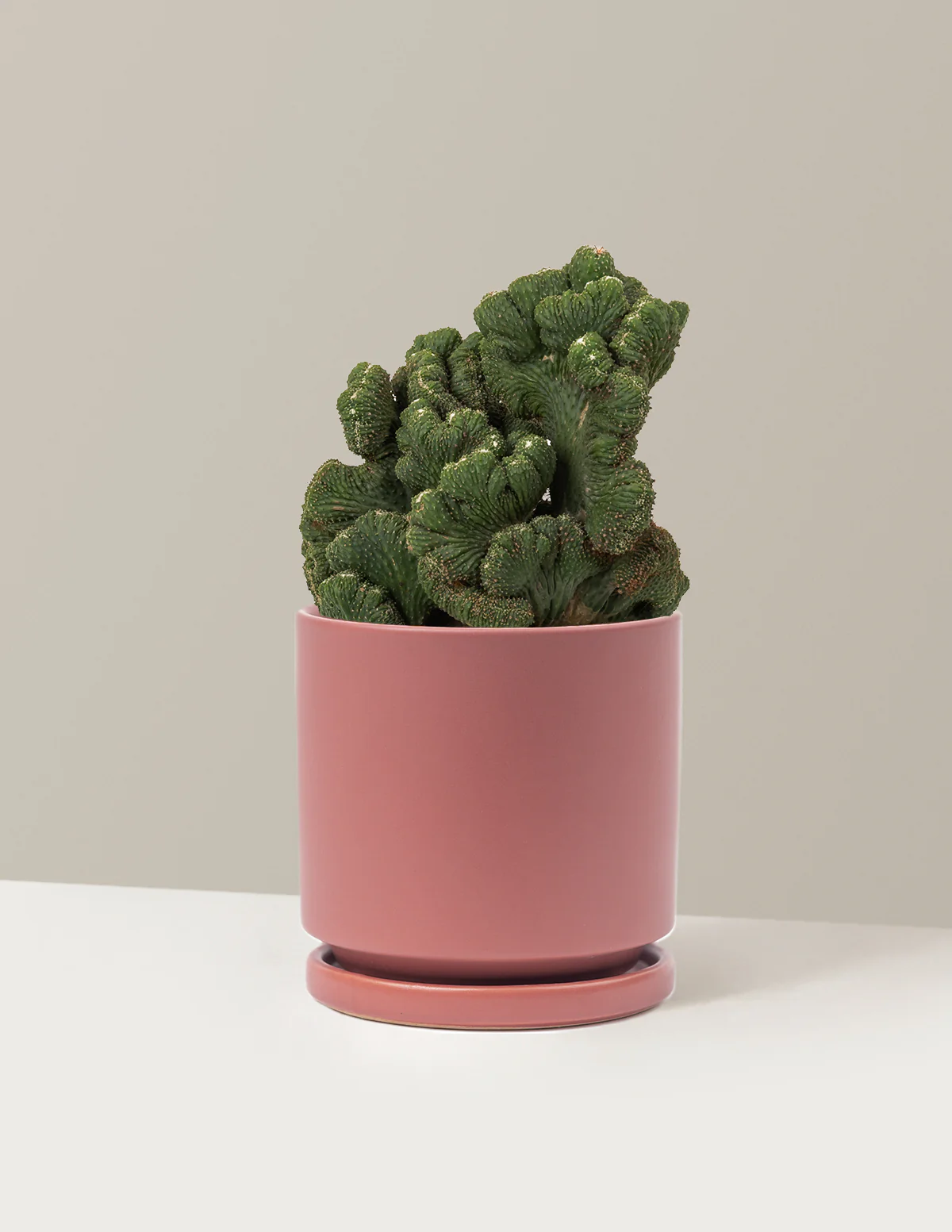 Cereus Green Coral Cactus - Image 23