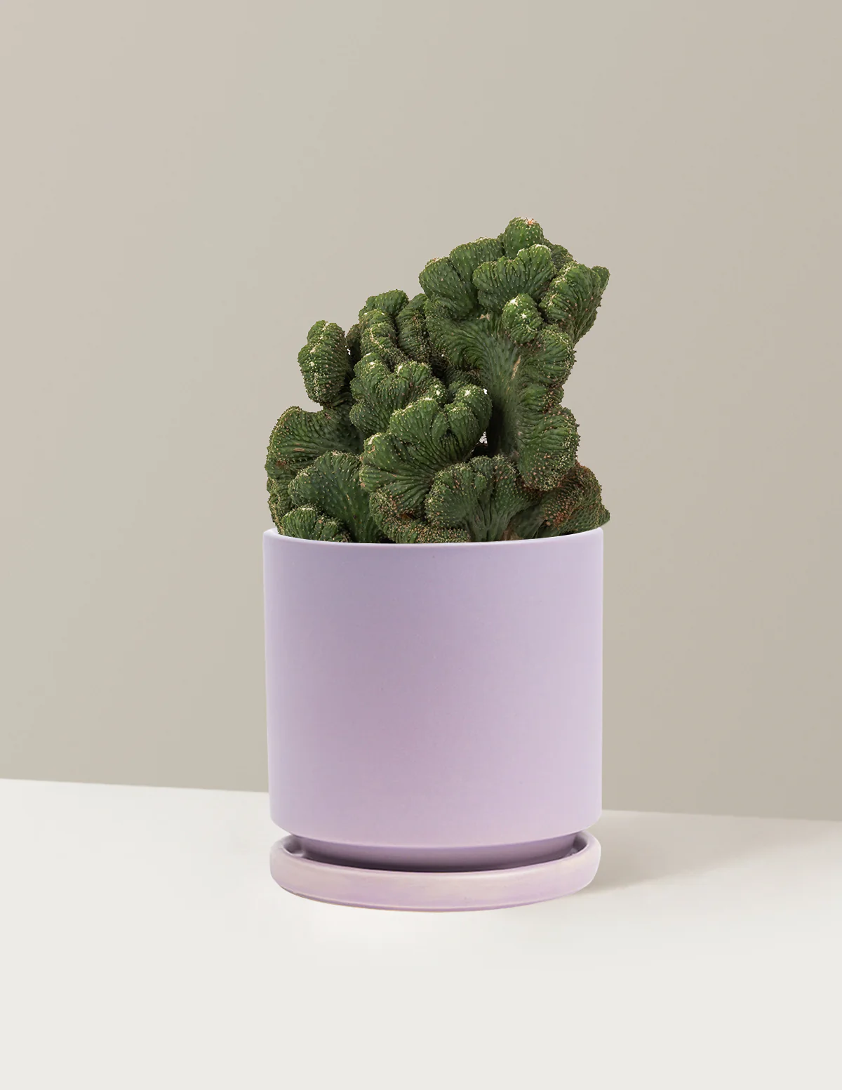 Cereus Green Coral Cactus - Image 24