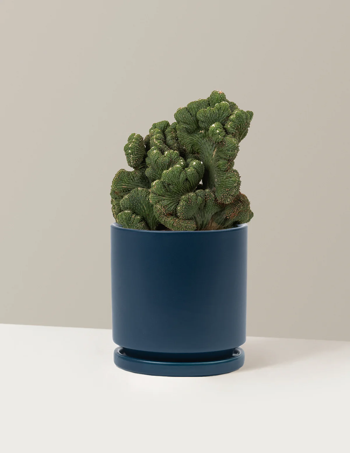 Cereus Green Coral Cactus - Image 25