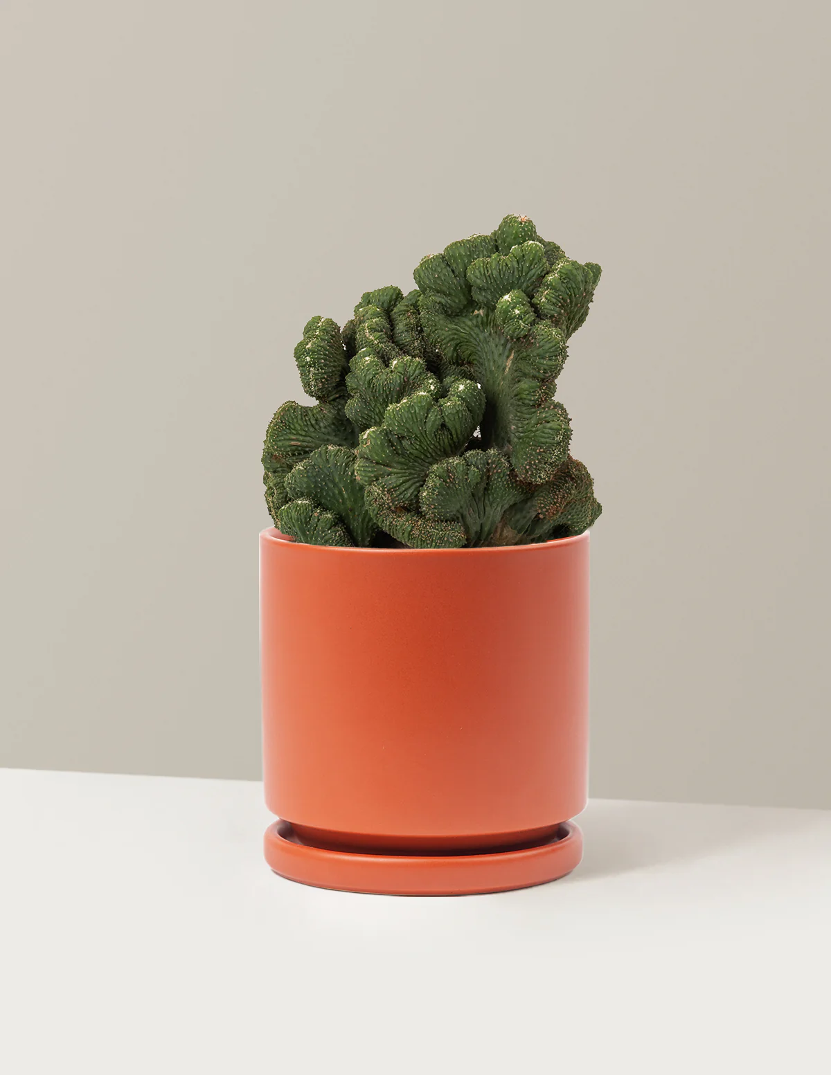 Cereus Green Coral Cactus - Image 28