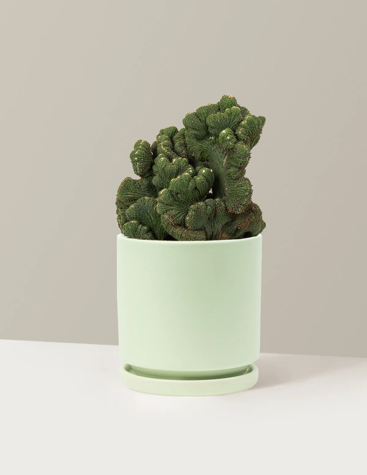 Cereus Green Coral Cactus - Image 29