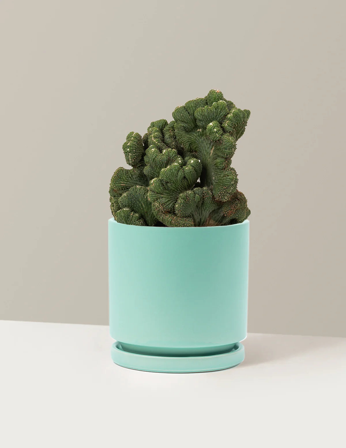 Cereus Green Coral Cactus - Image 30