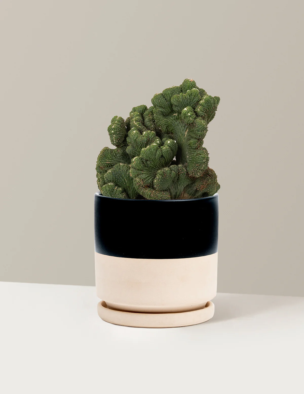 Cereus Green Coral Cactus - Image 33