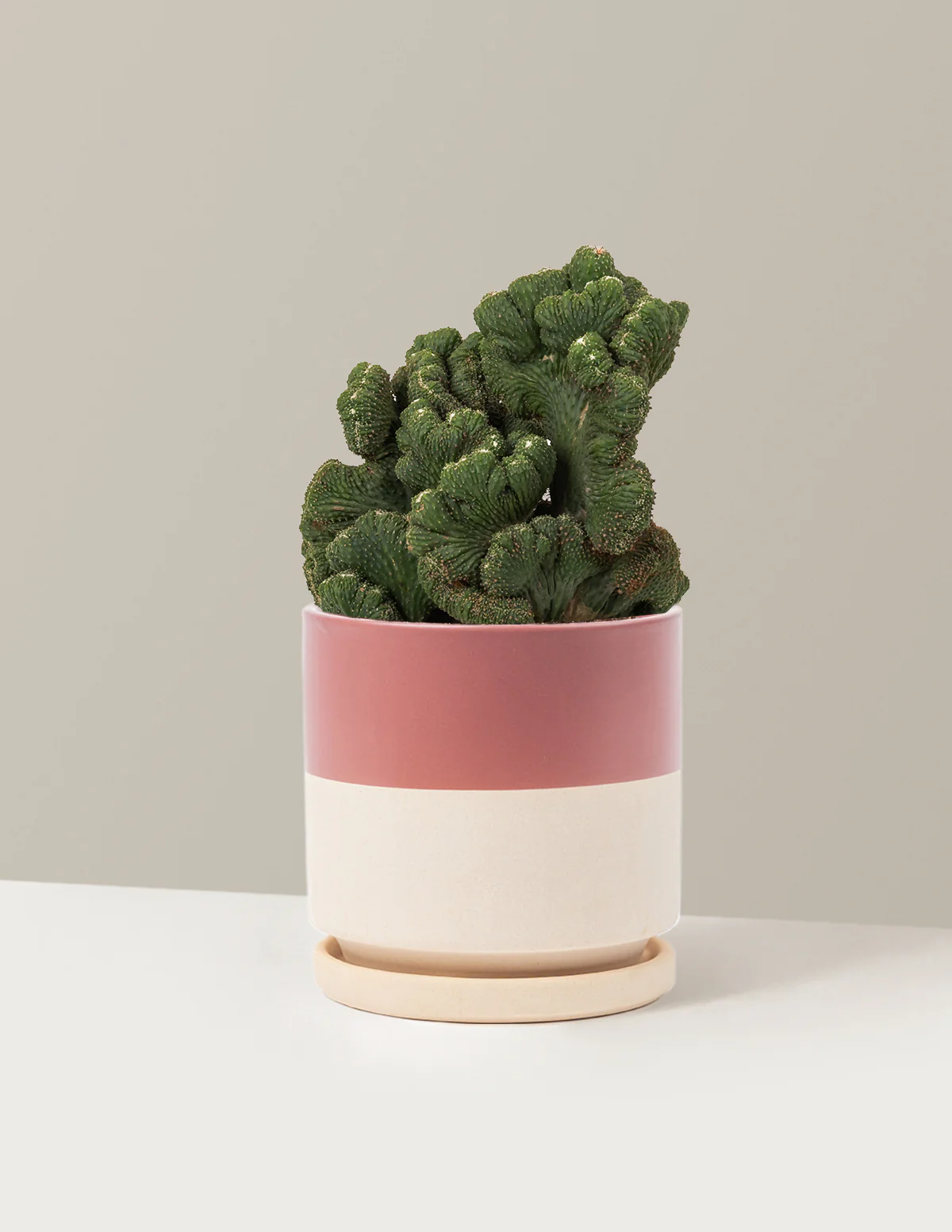 Cereus Green Coral Cactus - Image 34