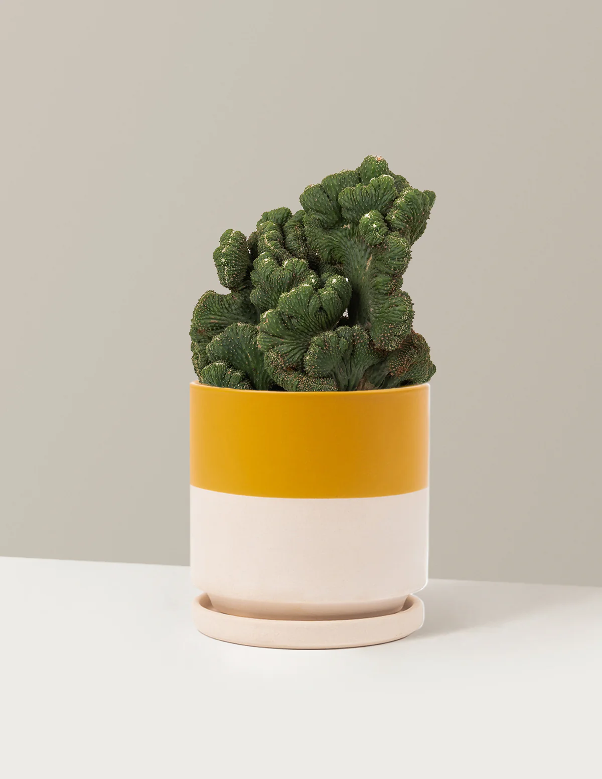 Cereus Green Coral Cactus - Image 35