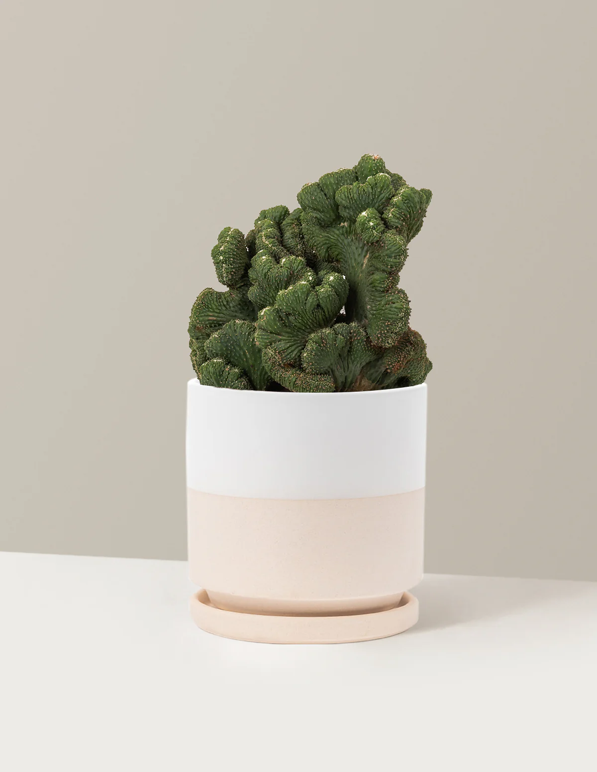 Cereus Green Coral Cactus - Image 36
