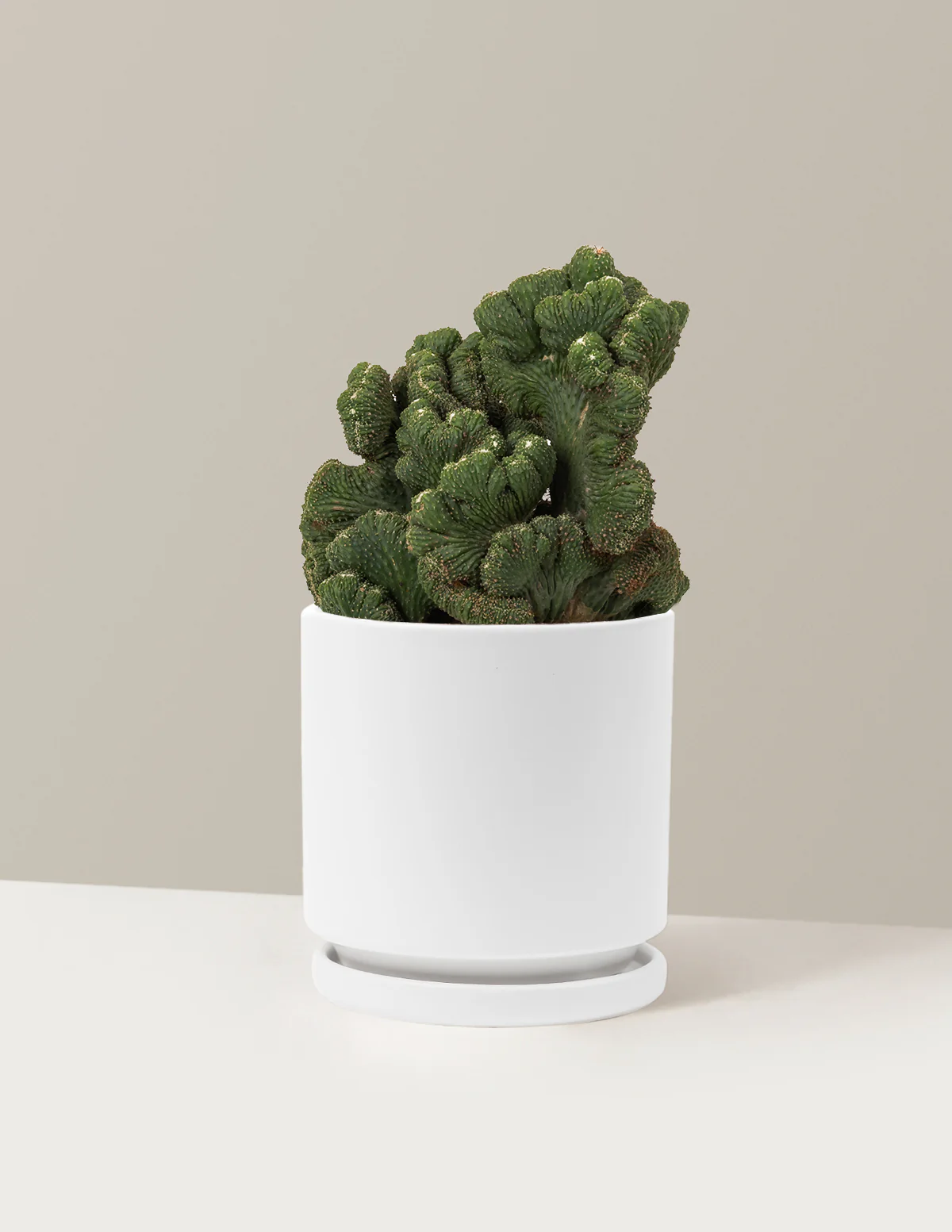 Cereus Green Coral Cactus - Image 37