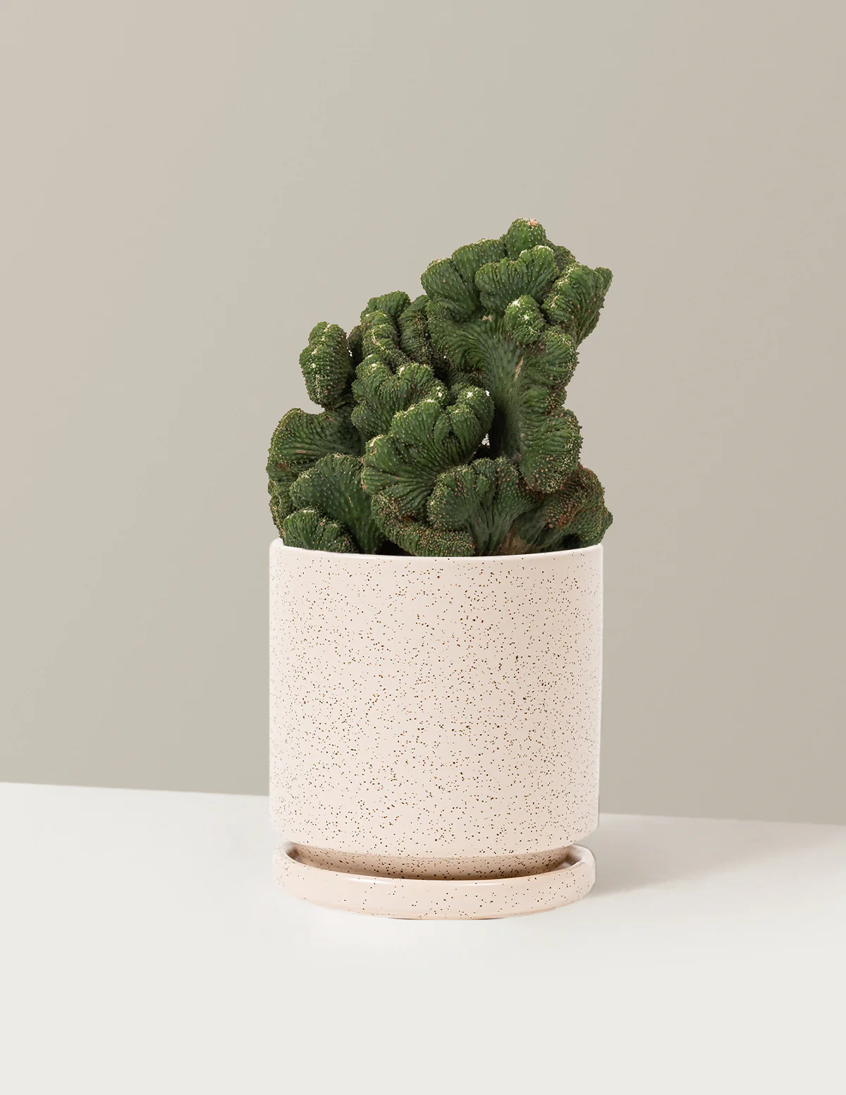 Cereus Green Coral Cactus - Image 40