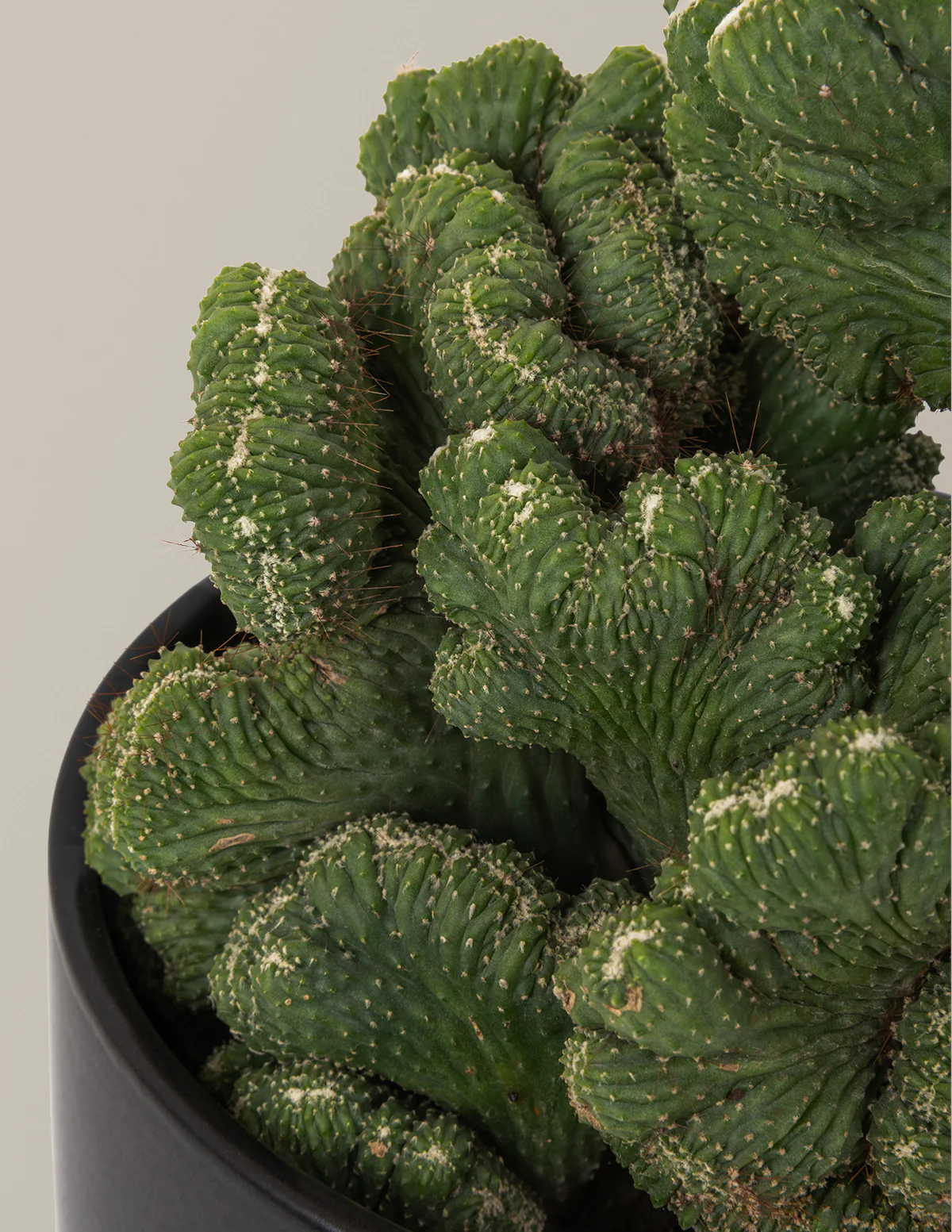 Cereus Green Coral Cactus - Image 6