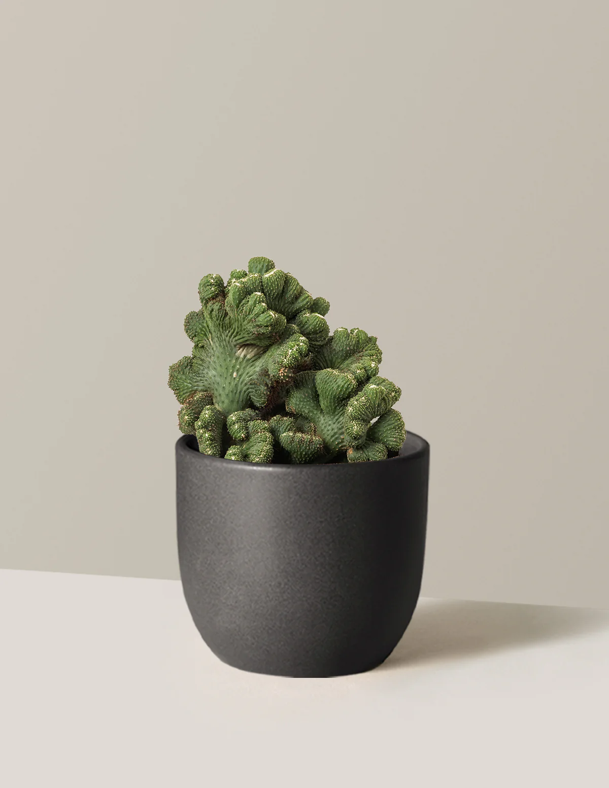 Cereus Green Coral Cactus - Image 8