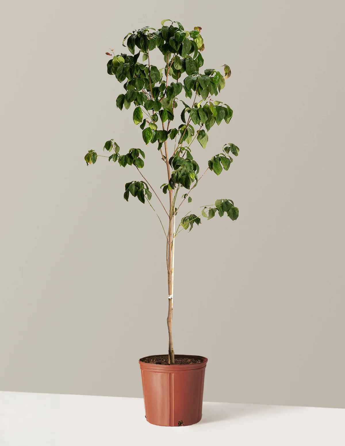 Cherokee Brave Pink Dogwood - Image 3