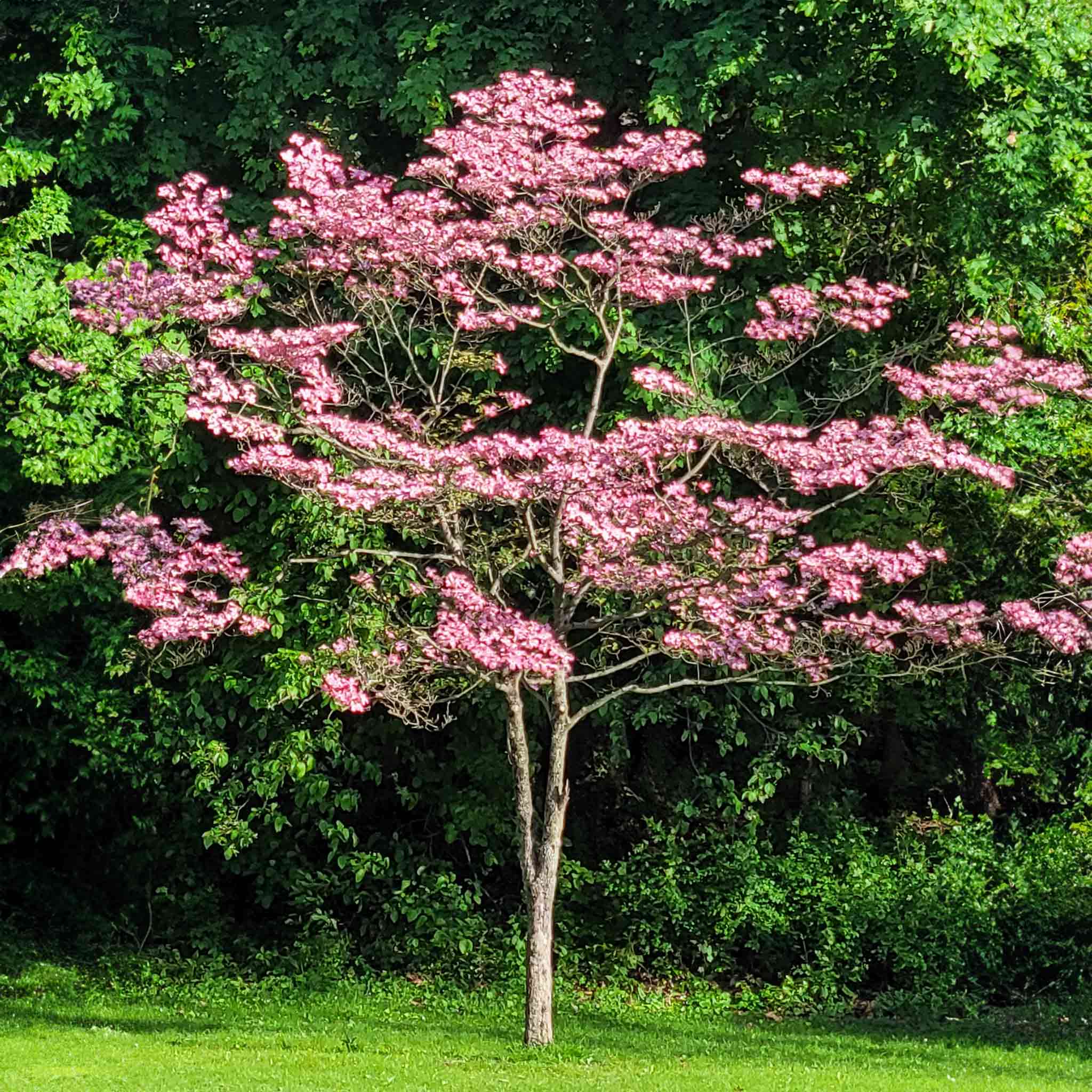 Cherokee Brave Pink Dogwood - Image 4