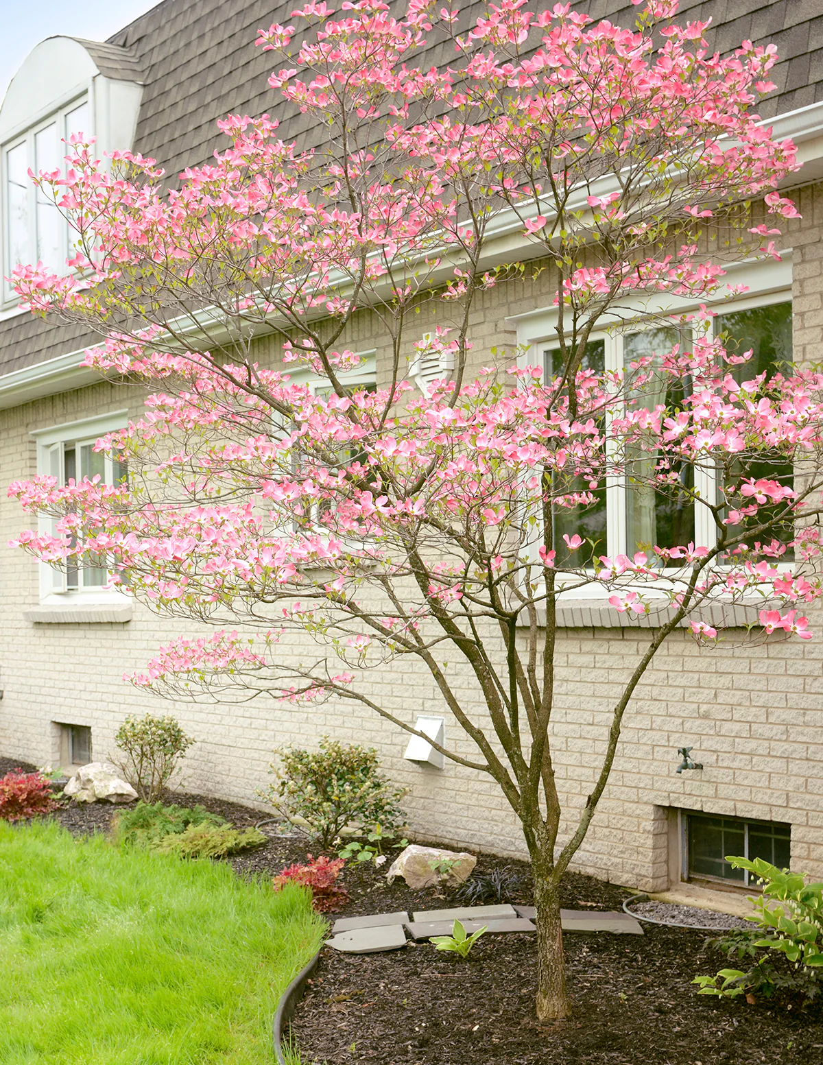 Cherokee Brave Pink Dogwood - Image 6