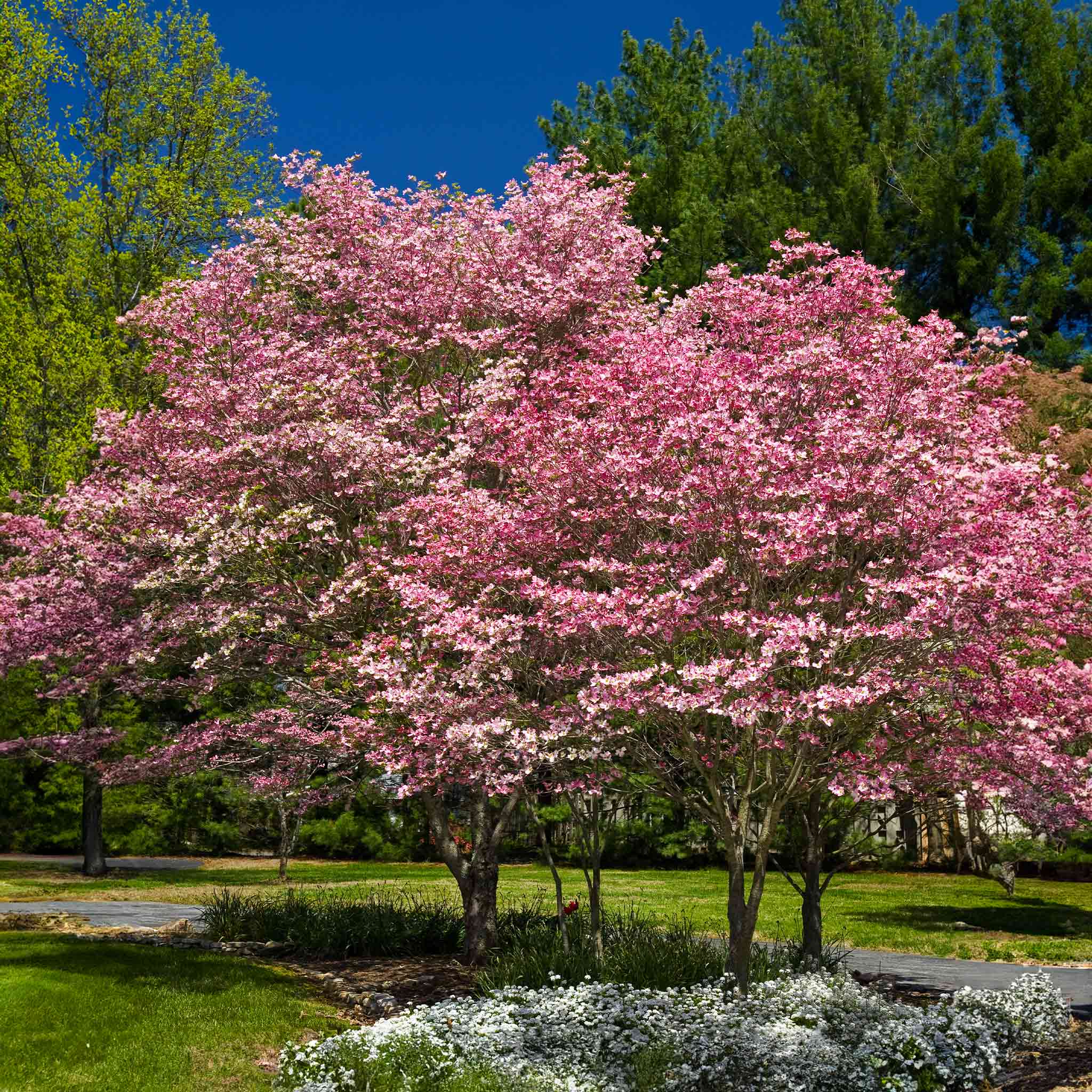 Cherokee Brave Pink Dogwood - Image 7
