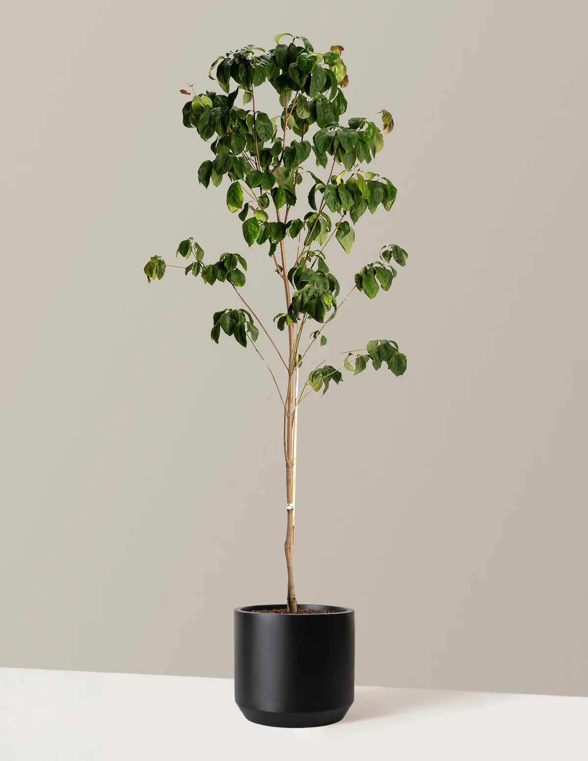 Cherokee Brave Pink Dogwood - Image 8