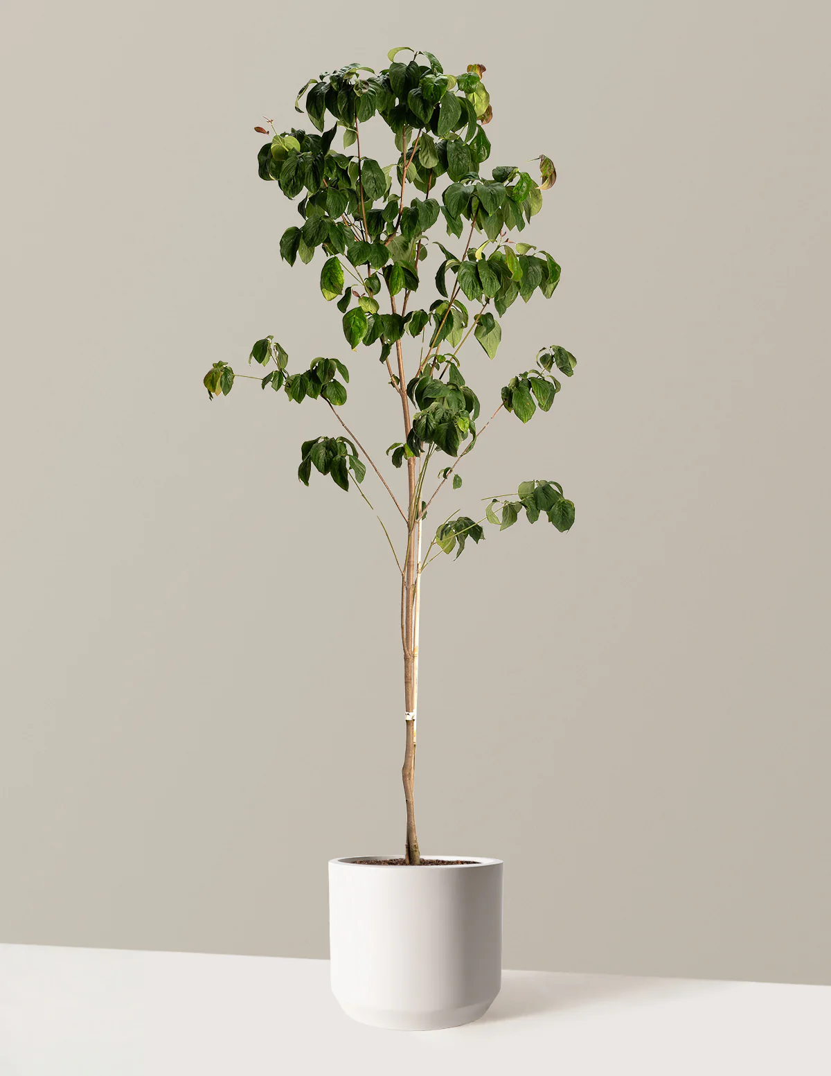 Cherokee Brave Pink Dogwood - Image 9