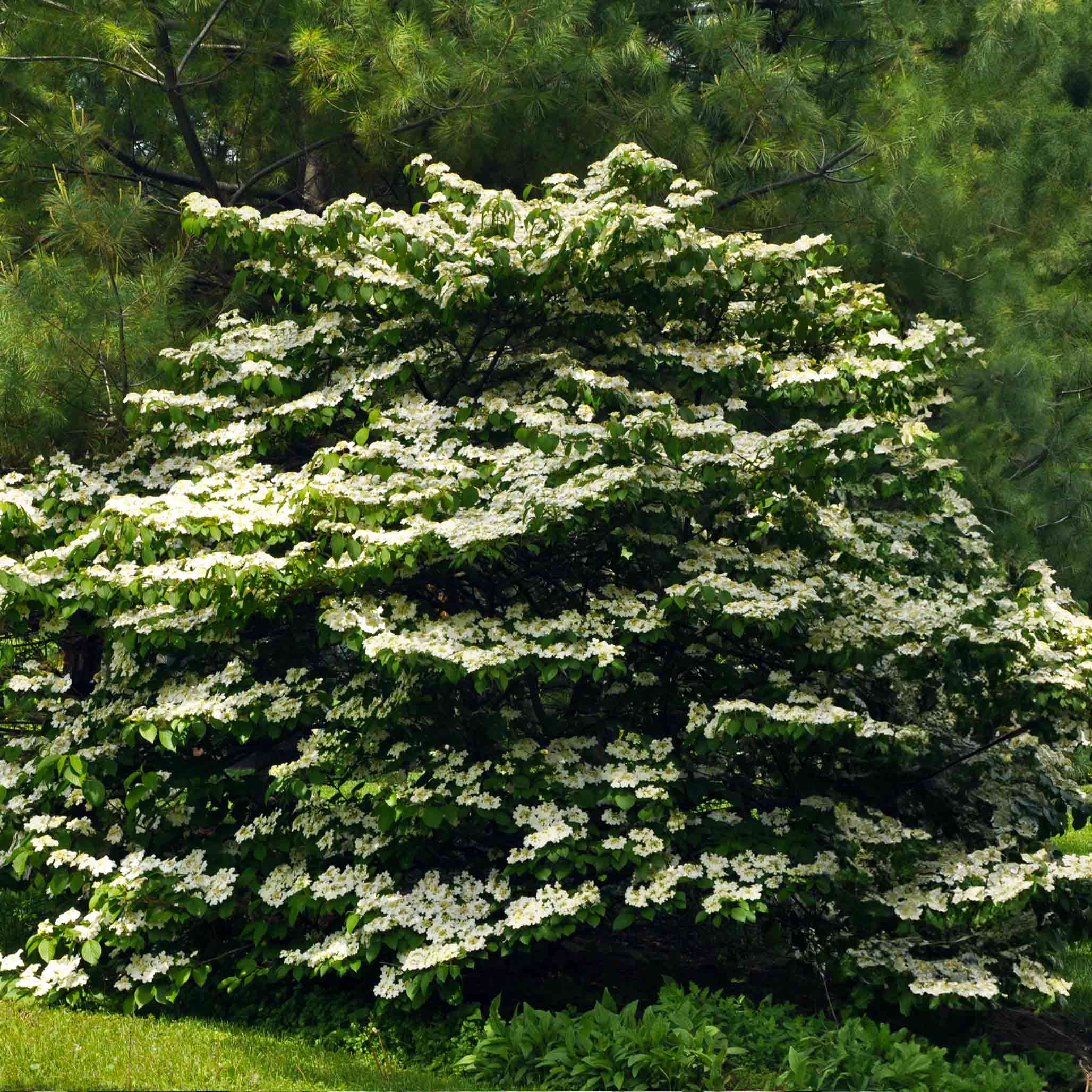 Cherokee Princess® Dogwood Tree - Image 3