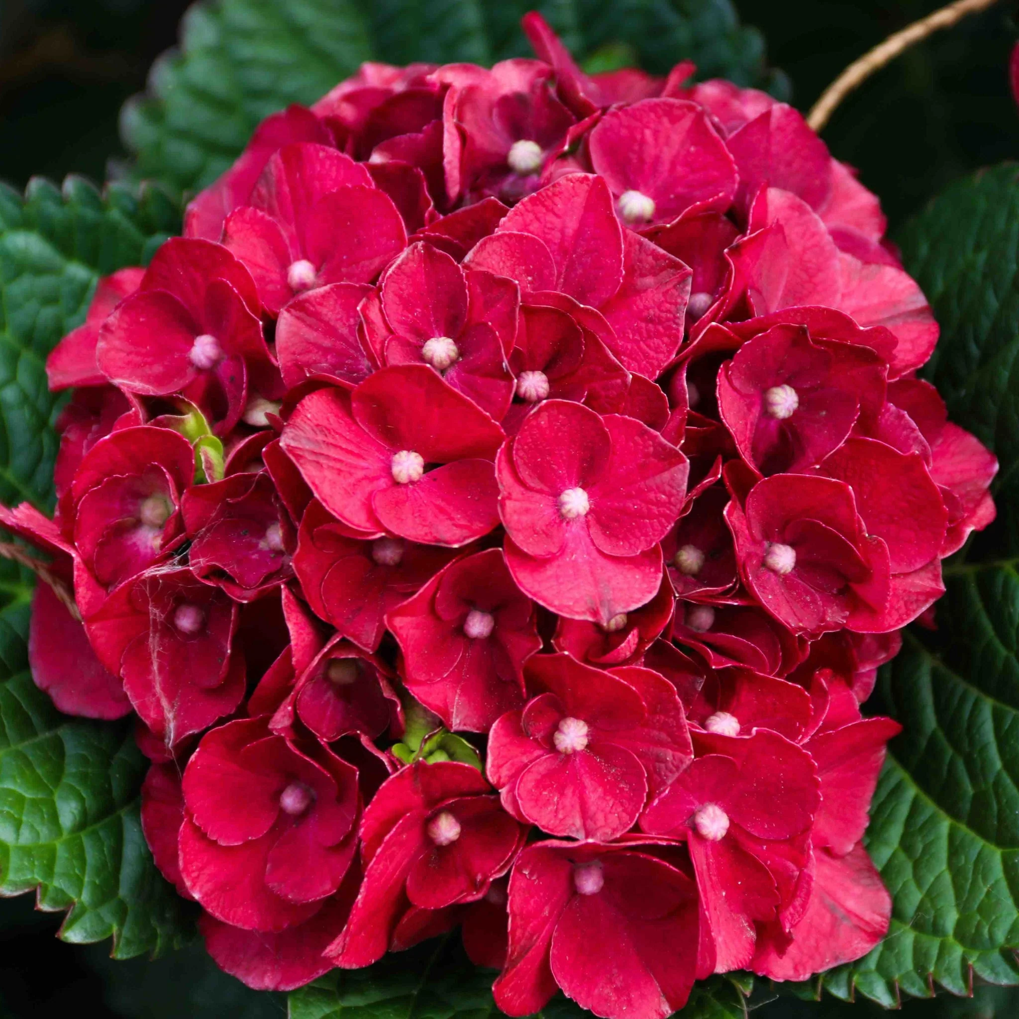 Cherry-Go-Round® Hydrangea - Image 3