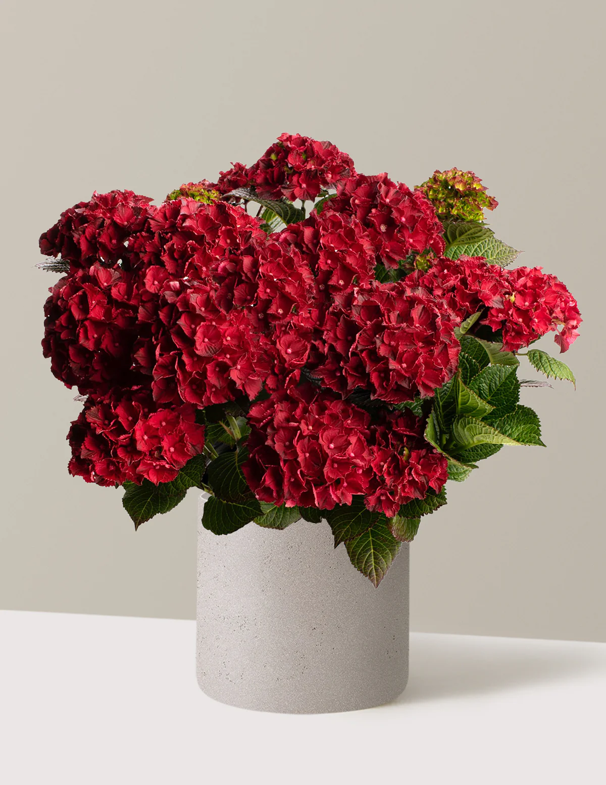 Cherry-Go-Round® Hydrangea - Image 7