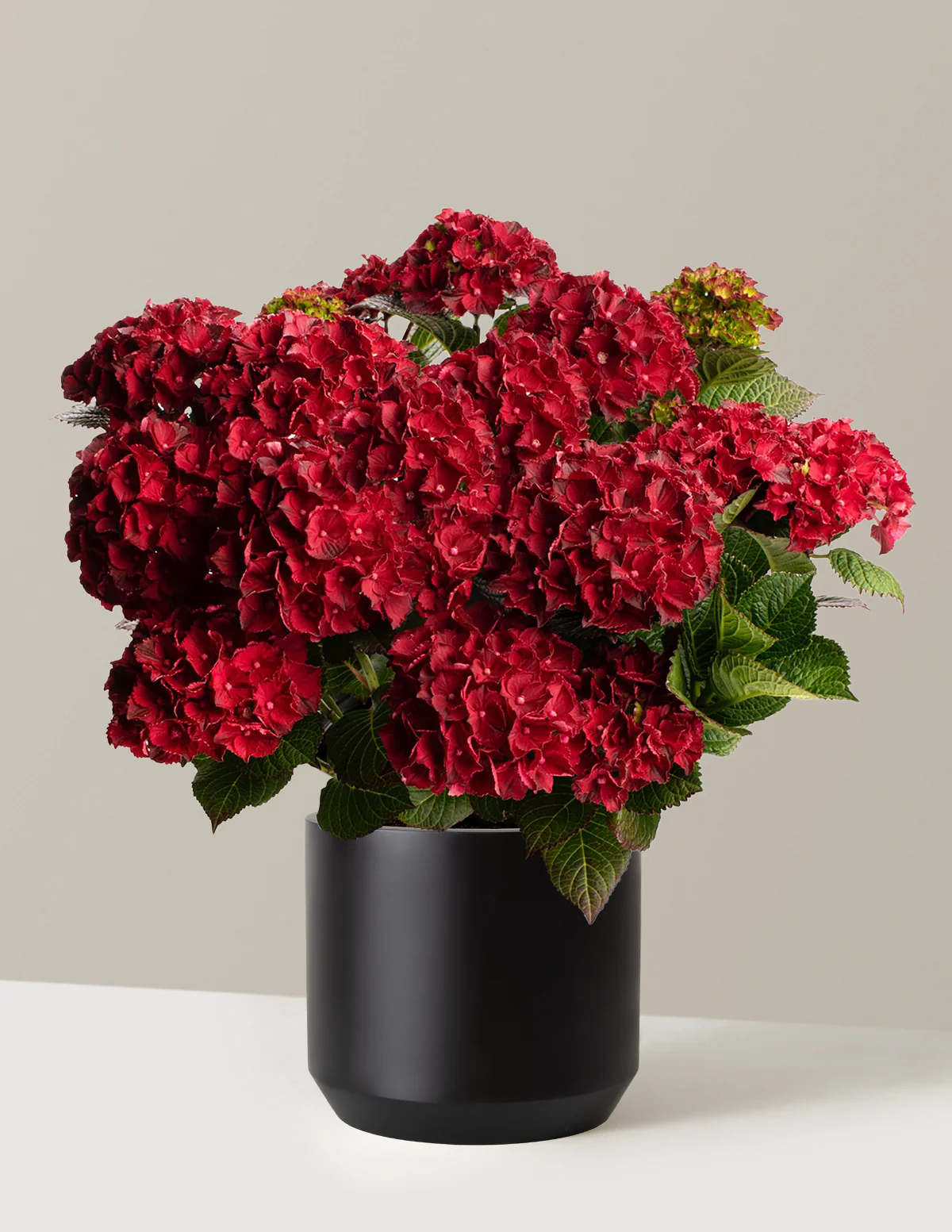 Cherry-Go-Round® Hydrangea - Image 9