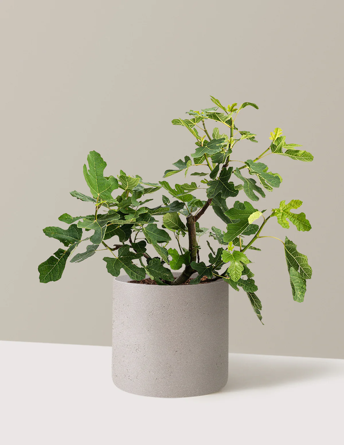 Chicago Hardy Fig Tree - Image 15
