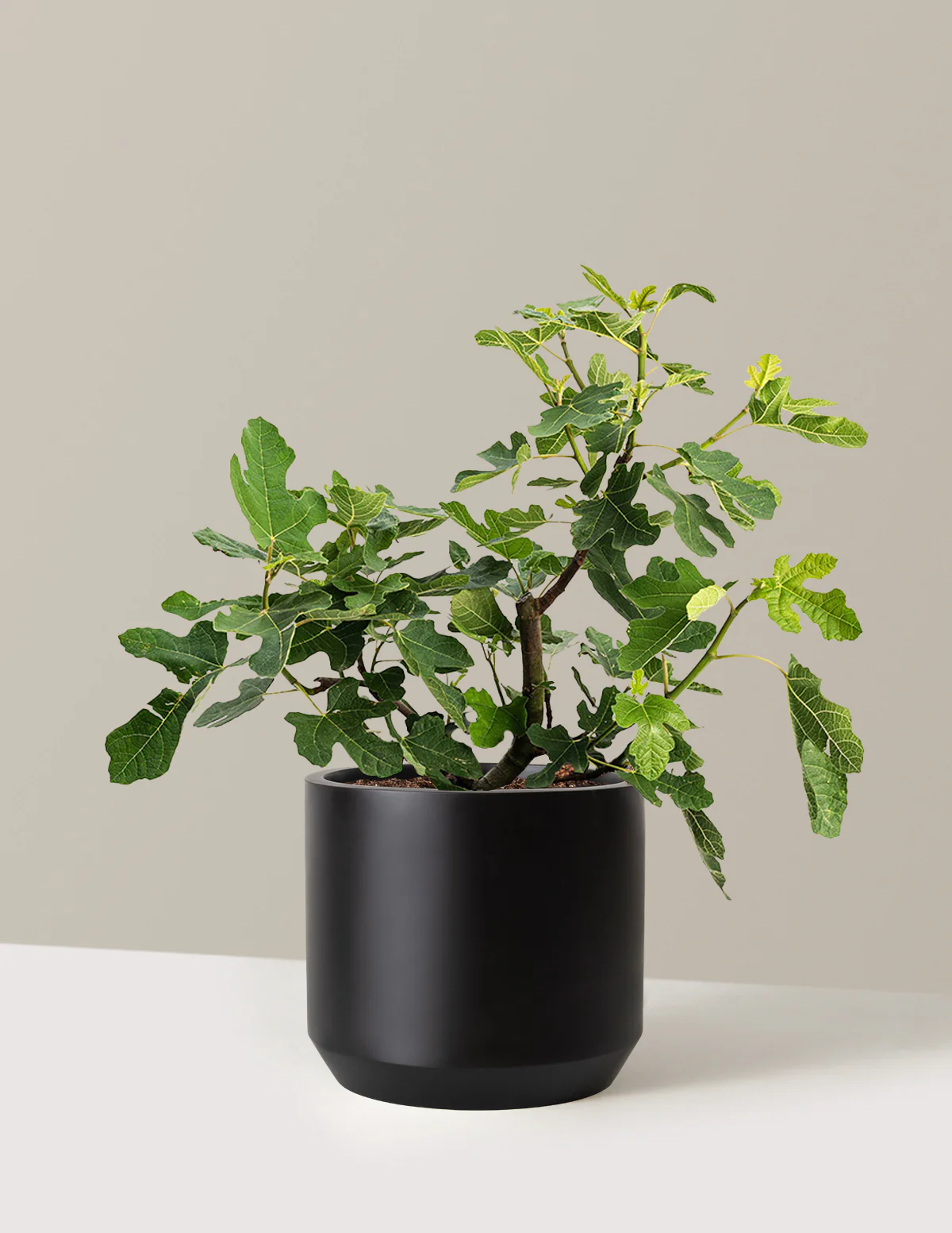 Chicago Hardy Fig Tree - Image 17