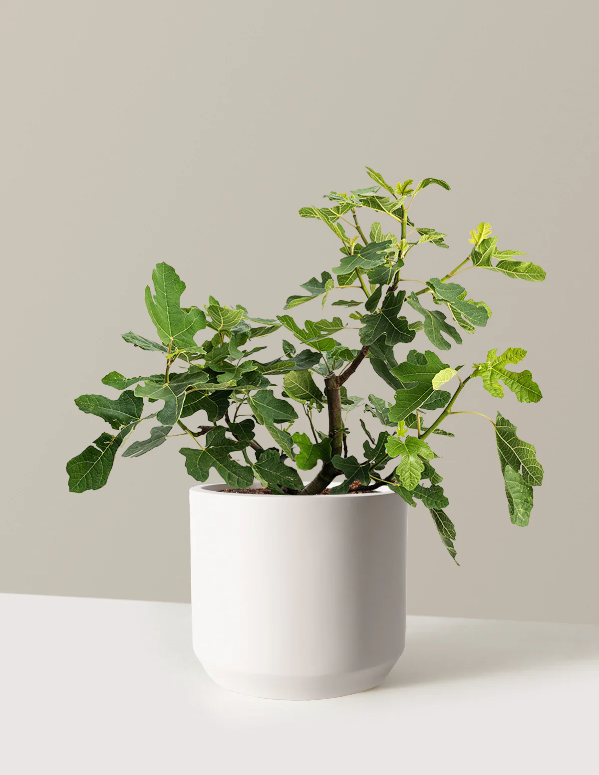 Chicago Hardy Fig Tree - Image 18